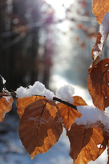 winter, wald, schnee, natur, sonne