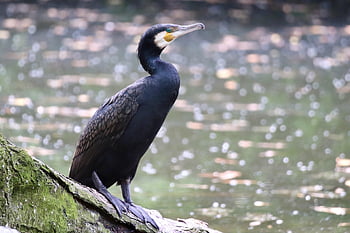 cormorant, water Bird, bird, pond, wildlife, nature, animal, phalacrocorax Carbo, plumage, beak
