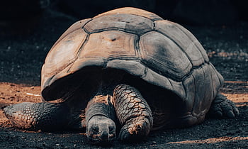 galápagos obří želva, obří želva, Příroda, plaz, zvíře, zoo, želva, zoologická zahrada hellabrunn