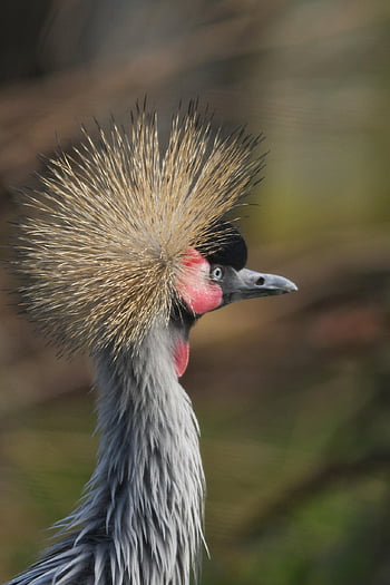 bird, nature, wildlife, feathers, crane, animal, cranes, zoo