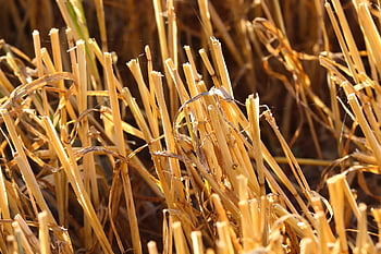 straws, corn Stalks, harvest, harvested, agriculture, nature, cornfield, cereals, field, stubble, grain