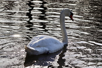 bird, ornithology, swan, species, fauna, avian, animal, beak, wildlife, mute Swan, white Swan