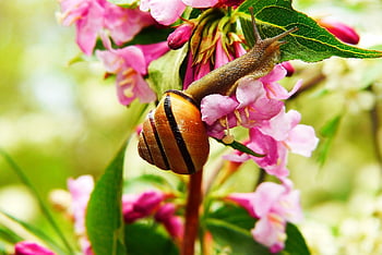 jasmine, flower Wallpaper, flower, bars, cereal, snail, beautiful Flowers, brzuchonóg, flower Background, spiral, slide