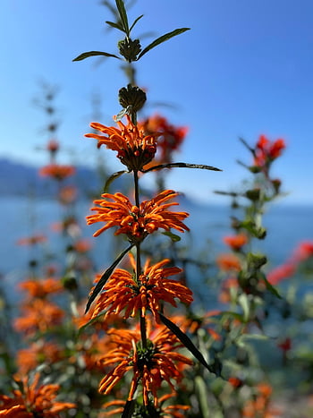 flower, lake, orange, fall, nature, flora, bloom, switzerland, alps