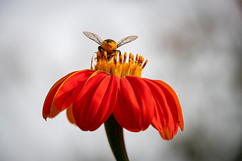 včelí med, včela, květ, krásné květiny, cínie, květinové tapety, hmyz, hymenoptera, anthophila, červená květina, květinové pozadí