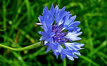 flower, flower Wallpaper, cornflower, flower Background, garden, nature, beautiful Flowers, macro