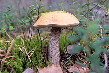 μανιτάρια, δάσος, δάσος μανιταριών, chanterelles, boletus, φρέσκο, φύση, φαγητό, yummy, σιωπή, καλοκαίρι