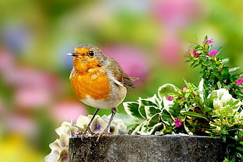 zvíře, pták, pěvec, červenka, erithacus rubecula, malý, mladý, zblízka, krmení, jídlo mísa, Příroda