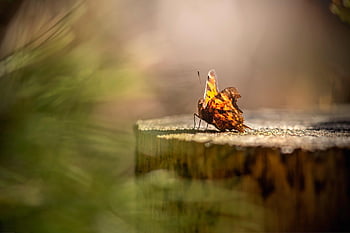 butterfly, insect, animal, wings, polygonia C-album, pattern, flowerbed, stump, summer, beauty, nature