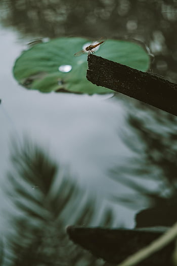 dragon-fly, lake, water, calm, nature, sad, moody, lonely