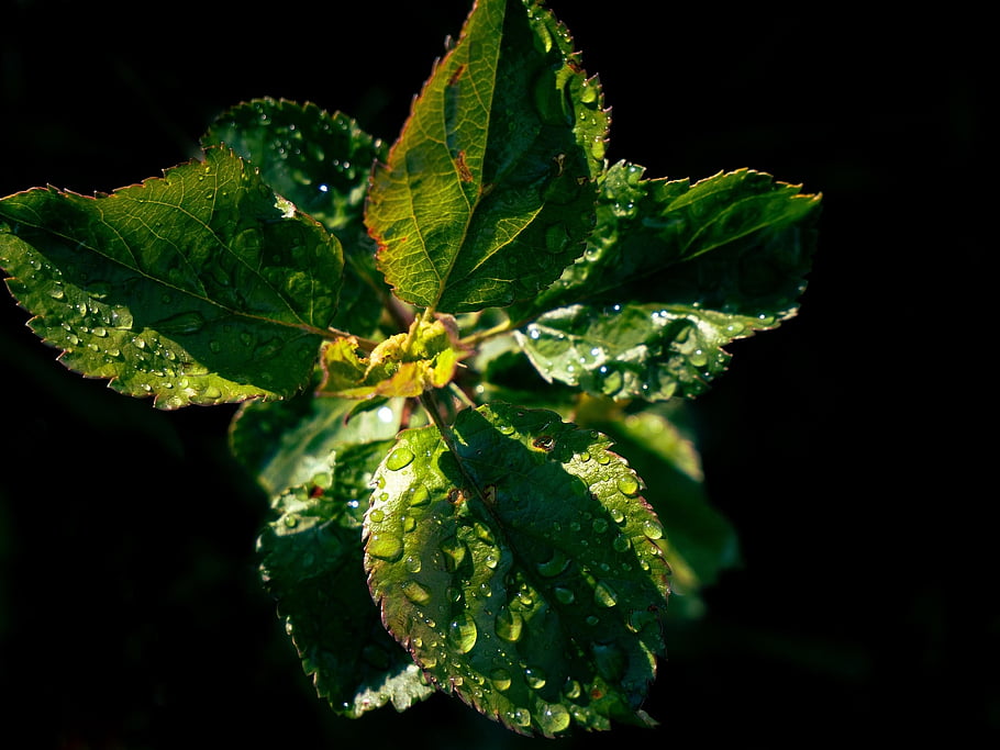 leaf, plant, green, dramatic, rain, raindrop, tree, nature, background, tropical