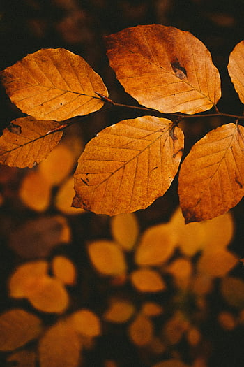 Herbstblätter, Laubbaum, gelbe Blätter, Verfallene Blätter, warmer goldener Farbton, Herbstsaison, Nahaufnahmefoto, ruhiges Bild, goldener Herbst, Naturfotografie, Blattdetails