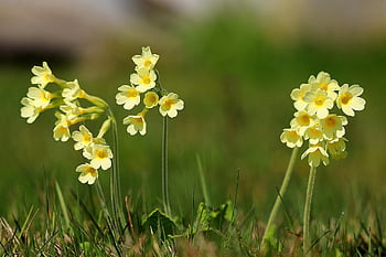 kráva, jaro, žlutá, jarní květina, Příroda, špičatý květ, jarní cowslip, petrklíč, Cowslips, brzy bloomer, petrklíčů