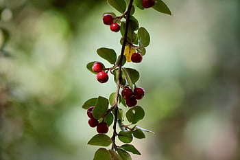 cotoneaster, diels Cotoneaster, gray Medlar, fruit, plant, leaves, shrub, branch, cotoneaster Dielsianus, slightly Toxic, nature