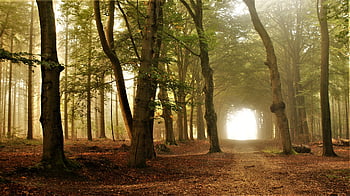 forest, path, fog, trees, trail, landscape, nature, trunks, woods, mist, foggy