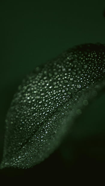 kapky vody, zelený list, detailní záběr, kapky rosy, Detaily přírody, Jemné detaily, list textura, zelené pozadí, Přírodní krásy, makro fotografie, vodní korálky
