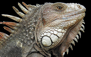 lizard, reptile, dragon, vertebrate, animal, nature, wildlife, close Up, exotic, iguana, comb