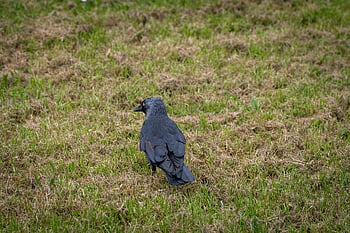 Taccola occidentale, uccello, taccola, uccello canoro, coloeus monedula, ornitologia, Sfondo di uccelli, carta da parati degli uccelli, piumaggio grigio nero, sorprendente Light Iris, uccello simile a un corvo