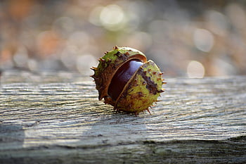 Kaštan, podzim, podzimní ovoce, kaštanové ovoce, pichlavý, rukáv, Příroda, hd pozadí, podnět, otevřeno, otevřený kaštan