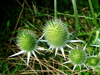 green fruits, milk thistle, spiky plants, outdoor growth, summer plants, green milk thistle, detailed view, outdoor plants, green thistle, summer vegetation, spiky green plants