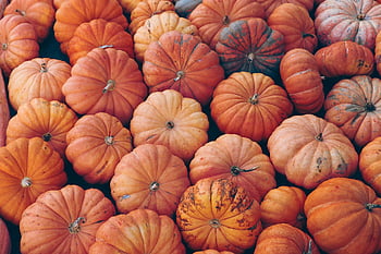 dýně, zelenina, předvečer Všech svatých, podzim, oranžový, říjen