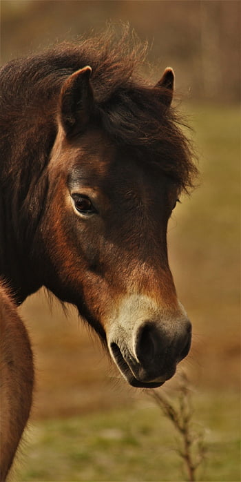 exmoor National Park, horse, pony, fauna, nature, stallion, mammal, animal