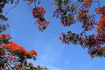 sky, flowers, flower Wallpaper, nature, flower Background, tree, petals, branches, flamboyan, botanical, colorful