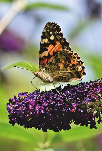 Vanessa Cardui, Blume, Blumen Hintergrund, Schmetterling, Pollen, bestäuben, Bestäubung, Tagpfauenauge, Schmetterlingsflügel, geflügeltes Insekt, blühen
