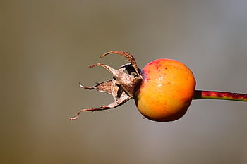 rose hofte, Busk, frugt, efterår frugter, hund steg, efterår, Høstet frugt, vild rose, bær, roser, tæt på