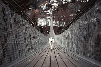 dog running on bridge, white dog, suspension bridge, snowy mountains, confident dog, winter landscape, outdoor adventure, mountain bridge, scenic view, pet photography, dog on bridge