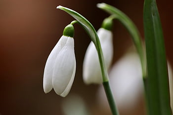 λευκόιο, φύση, galanthus, άνθη, λευκό, άνοιξη, σημάδια της άνοιξης, πρώιμο bloomer, ανθίζω, κήπος, φυτό