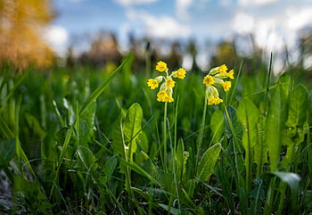 Příroda, rostlina, strom, květ, list, zblízka, kráva, jaro, žlutá, jarní květina, špičatý květ