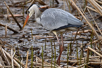 heron, grey Heron, water Bird, lake, reed, nature