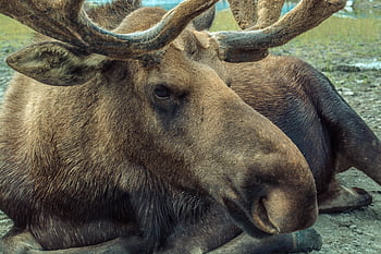brown moose, detailed close-up, moose antlers, moose fur, resting moose, outdoor wildlife, moose portrait, moose outdoors, moose resting, moose close-up, moose in nature