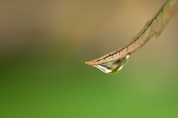 rugiada, gocce, natura, pianta, bagnato, acqua, gocciolina, avvicinamento, verde, minimo, pioggia