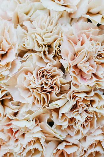 detailní fotografie, bílé květy, měkké růžové karafiáty, texturou pozadí, Květinový detail, jemné květy, karafiát květiny, měkké růžové květy, květinové textury, Detailní květiny, bílé karafiáty