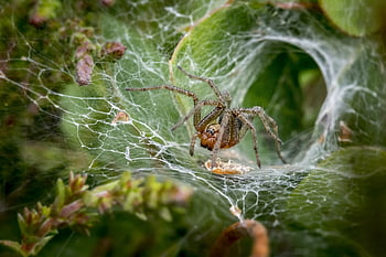 funnel Web Spider, web, spiderweb, cobweb, arachnid, arachnology, arachnophobia, scary, bug, fear, predator