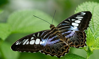 sort sommerfugl, grønt blad, parthenos sylvia, makro skud, levende grøn, hviler sommerfugl, naturfotografering, insektfotografering, sommerfugl på blad, dyreliv fotografering, nærbillede skudt