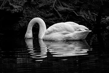 vogel, zwaan-, vogelkunde, soorten, fauna, aviaire, dier, bek, dieren in het wild, monochroom, Wilde zwaan