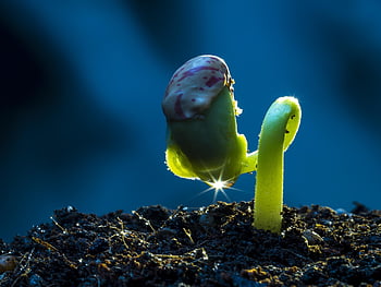 nature, bud, spring, green, growth, plant, young, macro, soil, fresh, environment