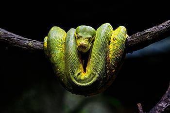 zöld fa python, kígyó, állat, hüllő, vadvilág, epés, tekercs, ág, természet, zöld
