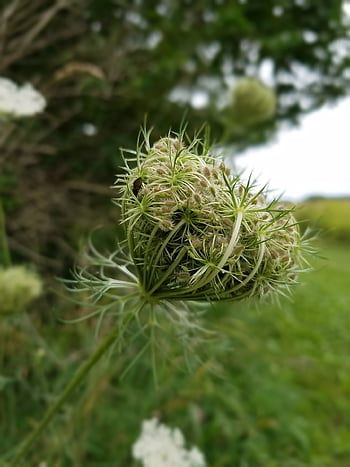 wild Carrot, flower Wallpaper, beautiful Flowers, plants, umbelliferae, meadow, flowers, nature, flower Background, queen Anne's Lace, blossom