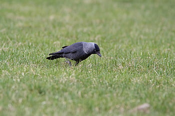burung, gagak, corvus monedula, padang rumput, rumput, berjalan, alam