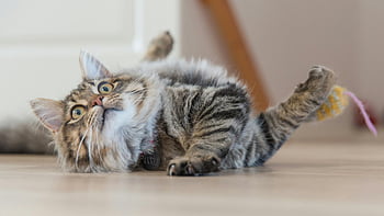 chlupatá kočka, mourovatá kočka, Hravá kočka, válcování na podlaze, vnitřní kočka, detailní fotografie, hračka pro kočky, pet fotografování, fotografování zvířat, roztomilá kočka, domácí kočka