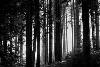 woods, forest, trees, trunks, branches, leaves, landscape, nature, black And White, monochrome