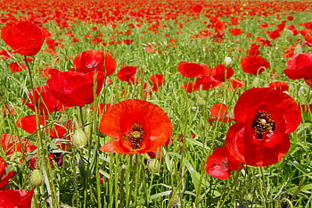poppies, flowers, buds, red Poppies, red Flowers, petals, red Petals, bloom, blossom, garden, field Of Poppies