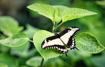 papilio Ornythion, ornythion Swallowtail, butterfly, swallowtail, insect, leaves, nature, garden, plants, papilio Butterfly, wings