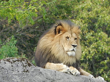lion, wildlife, zoo, nature