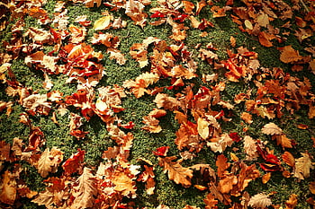 dried leaves, colorful autumn leaves, green moss, natural outdoor setting, fall foliage, autumn scenery, scattered leaves, outdoor nature, autumn colors, leaf litter, mossy ground