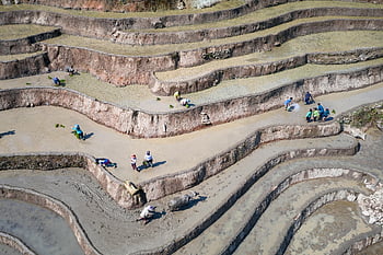 transplanting Rice, rice Field, rice Terraces, te, terraces, field, rice, nature, vietnam, land, natural